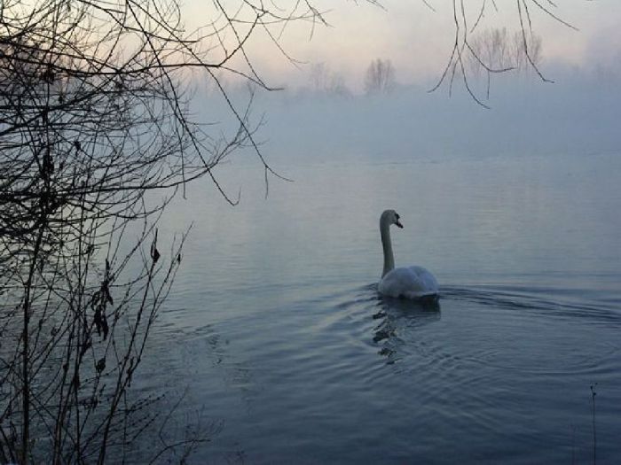 CYGNE BRUME LAC EAU MATINAL.jpg