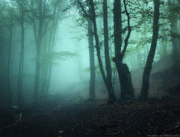 forest_12208684_1203420243007464_1047921311521117753_n.jpg