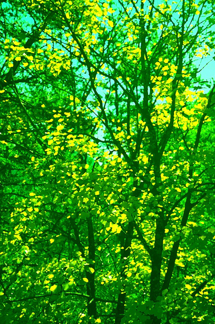 30octlysergicWDSC03766